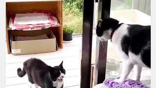 Funny Cat Viral Video 13