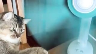 Funny Cat Viral Video 14