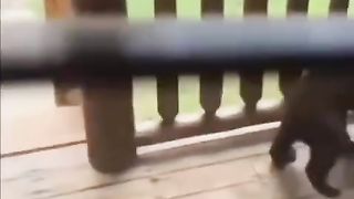 Funny Panda Viral Video 3