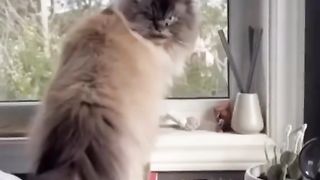 Funny Cat Viral Video 15