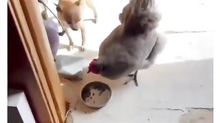 Funny Dog Vs Cock Viral Video