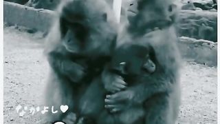 Funny Monkey Viral Video 24