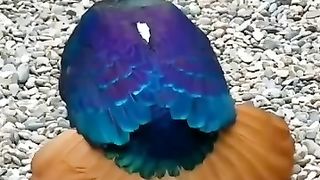 Paradise bird dancing