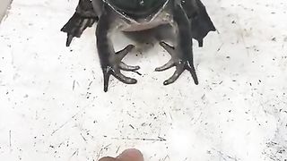 toad is a strange sound