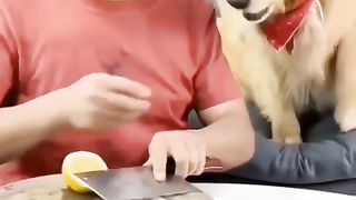 punishment for tricking a dog with a lemon