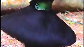Paradise bird in happy mood