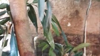 Quando eu estava aguando as plantas o cachorro querendo pegar a água,ele tá brincando