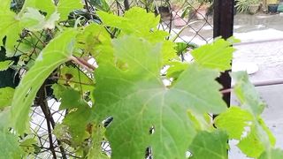 انگور کی بیل پہ انے والی بیماریاں اور ان سے بچنے کا طریقہ