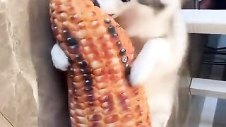 dog that loves corn