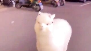 It's an alpaca.