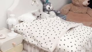 cat getting ready for bed