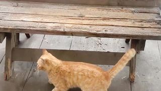 A cat that makes a spectacular landing
