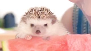 Hedgehog eating watermelon with his owner