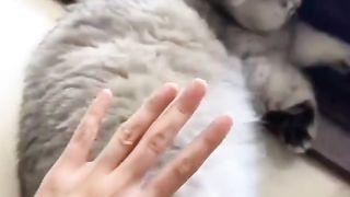 Cat punch if you touch it