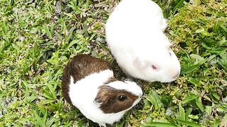 Guineas'breakfast