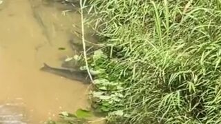 OMG I found a fish nest????