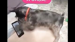 VIDA ANIMAL: O LADO DA INTELIGÊNCIA