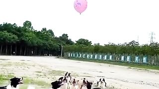 The dogs fotballer