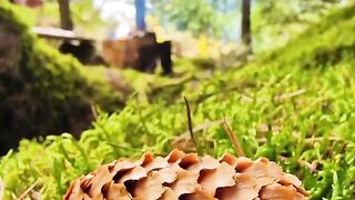 Forest Lasagna