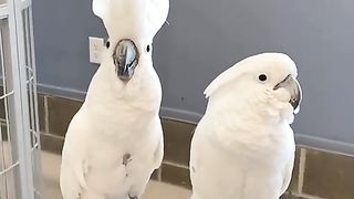 Parrot Happy  and chill dance