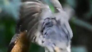 Bird dance