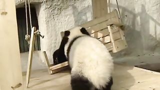 Cute pandas playing on the slide 2