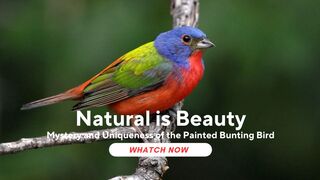 Mystery and Uniqueness of the Painted Bunting Bird