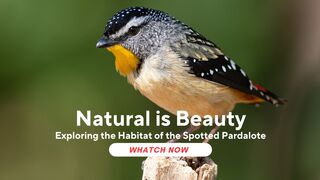 Exploring the Habitat of the Spotted Pardalote: The Amazing Forest Bird
