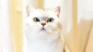 Funny cats ???? 4