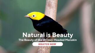 The Beauty of the Golden-Headed Manakin: A Rare Species