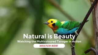 Watching the Multicoloured Tanager in Action: Wilderness Charm in the Forest
