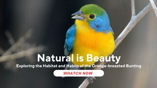 Exploring the Habitat and Habits of the Orange-breasted Bunting