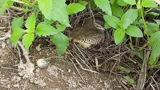 Get the chicks