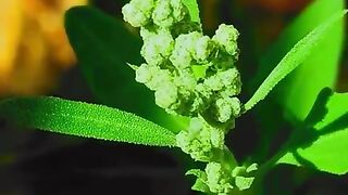 The beautiful flowers seen at the Day