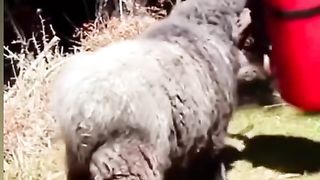 Funny animals 120