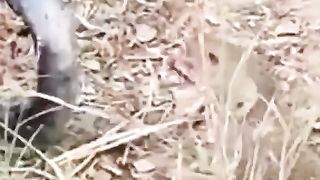 A match between a squirrel and a snake
