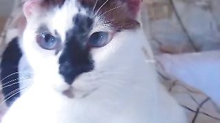 Catwhite