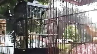 Aneka Burung