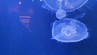 Top 3 dangerous animals in the world