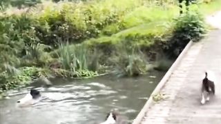Dog pool party..