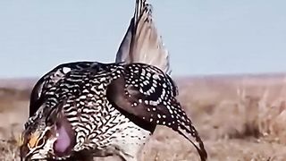 Bird play dance