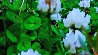The beautiful wild plants flowers seen at the Day 2