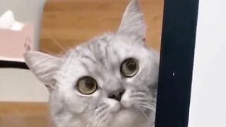 Funny cats compilation video 2