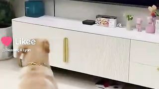 Reaction of dog