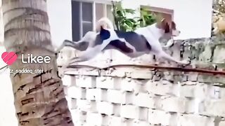 Funny dog reaction