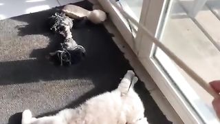 Amusement du chat