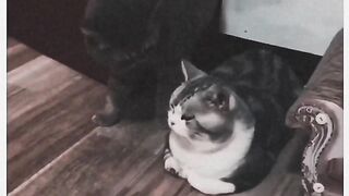 Funny Cat Viral Video 16
