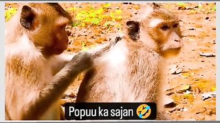 Funny Monkey Viral Video 25