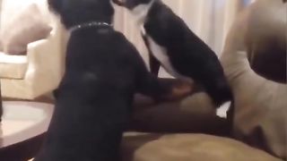 Funny Cat Vs Dog Viral Video 7