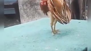 Funny Cock Viral Video